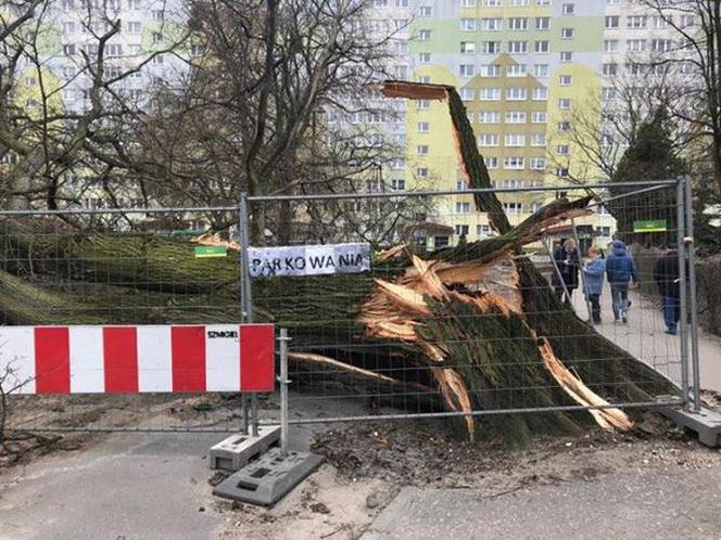 Wiąz z ulicy Wiązowej przeszedł do historii