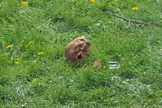 Makabryczne odkrycie w centrum Szczecinka. W wykopie była ludzka czaszka!