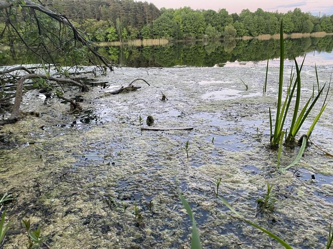 Moczarka nad jeziorem Długim - 2024