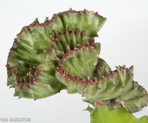 Wilczomlecz mleczny ‘Cristata’ - Euphorbia lactaea ‘Cristata’