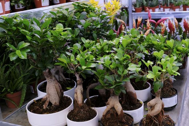 Ficus microcarpa 'Ginseng'