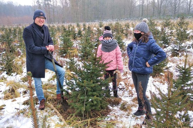 Już w weekend kolejne choinkobranie w Będzinie Grodźcu