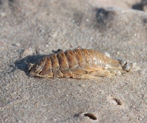 WSZY MORSKIE - mięsożerne pasożyty w Bałtyku