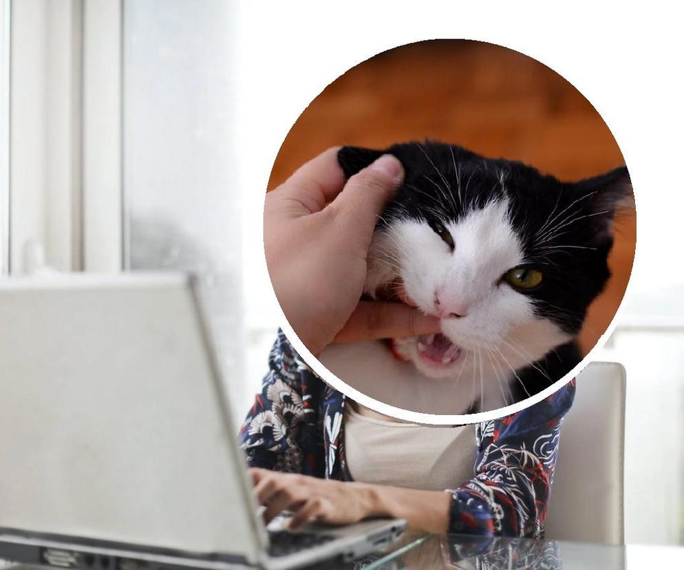 Czym zająć kota podczas pracy zdalnej? Oto sprawdzona metoda na to, jak się pozbyć futrzaka na 8 godzin