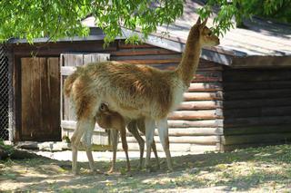 Wigoń z Andów na Pradze