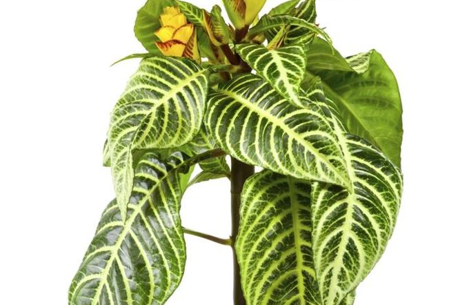 afelandra