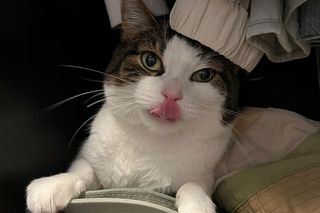 Pobity i skatowany przez właściciela. Kot Pandek przeszedł prawdziwą metamorfozę