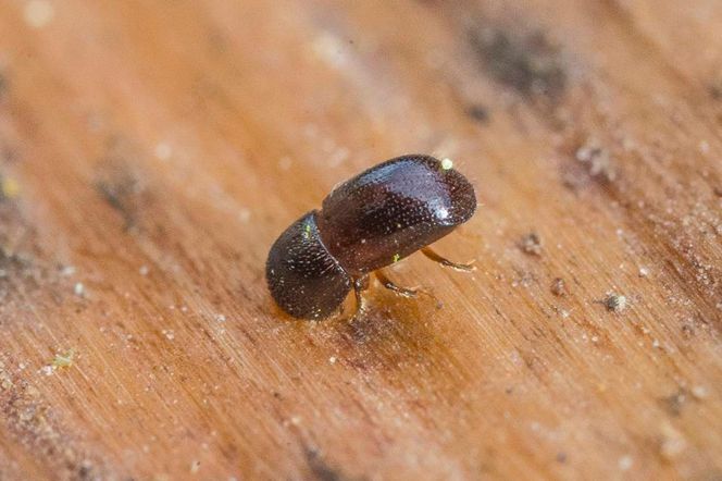 Leśnicy wyłapują groźne owady