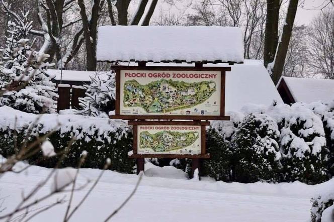 Zimowe harce na śniegu - zwierzaki z płockiego zoo szaleją ZOBACZ ZDJĘCIA!
