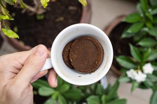 Jakie rośliny lubią fusy z kawy? Jak je zasilać fusami po kawie?