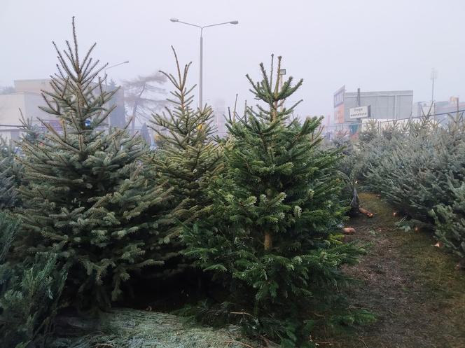 Choinki prosto z lasu! Lasy Państwowe rozpoczynają sprzedaż!