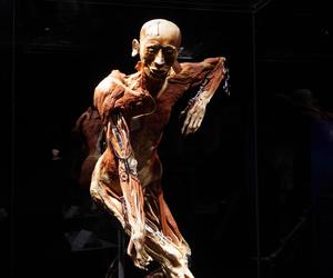 Wystawa z ludzkiego ciała. Body Worlds powróciła do Gdańska po 5 latach 