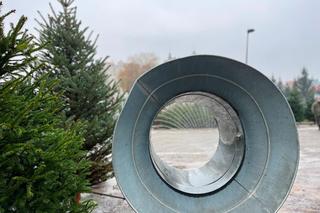 Ceny choinek w Lublinie. Warto sprawdzić pień w miejscu ścięcia