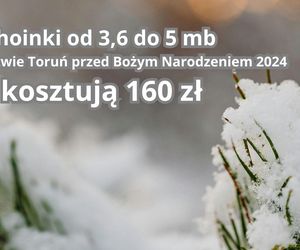 Tu sprzedają najtańsze choinki w województwie kujawsko-pomorskim. Można wybrać samemu!