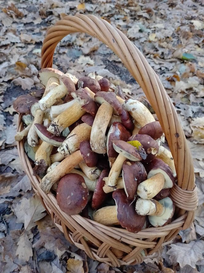 Prawdziwe skarby jesieni. Listopad to idealny czas na grzyby w Świętokrzyskiem? [Zdjęcia Waszych zbiorów]