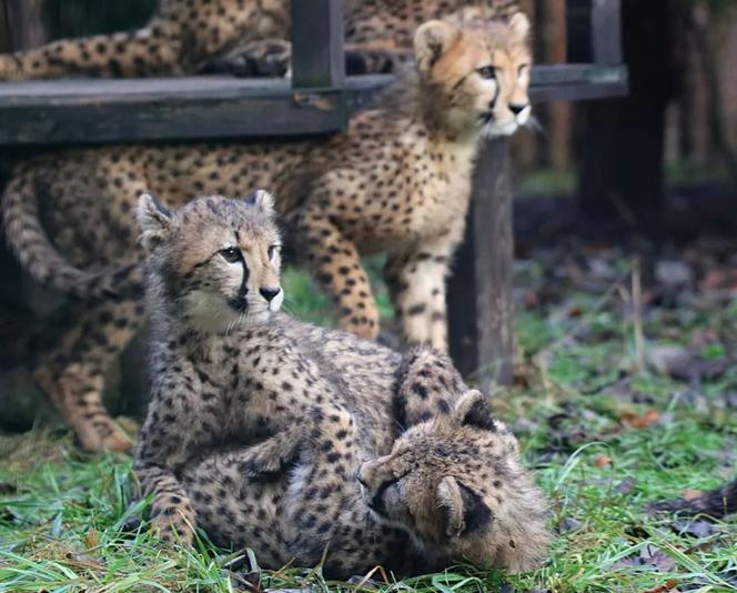 Ogród zoologiczny w Gdańsku Oliwie 