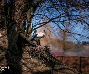 Naziemnne gniazda bocianów