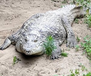 Krokodyl z Warszawy genialnie przewiduje pogodę! Ale nadeszła smutna chwila