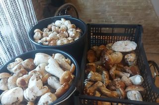 Grzyby w świętokrzyskim