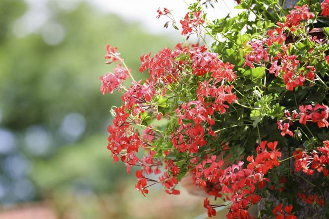 Pelargonia bluszczolistna