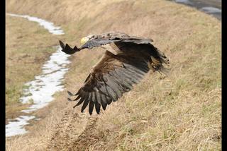 Uratowali zatrutego orła