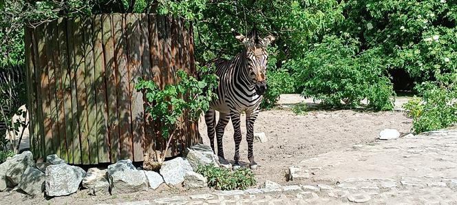 Zwierzęta w zoo we Wrocławiu