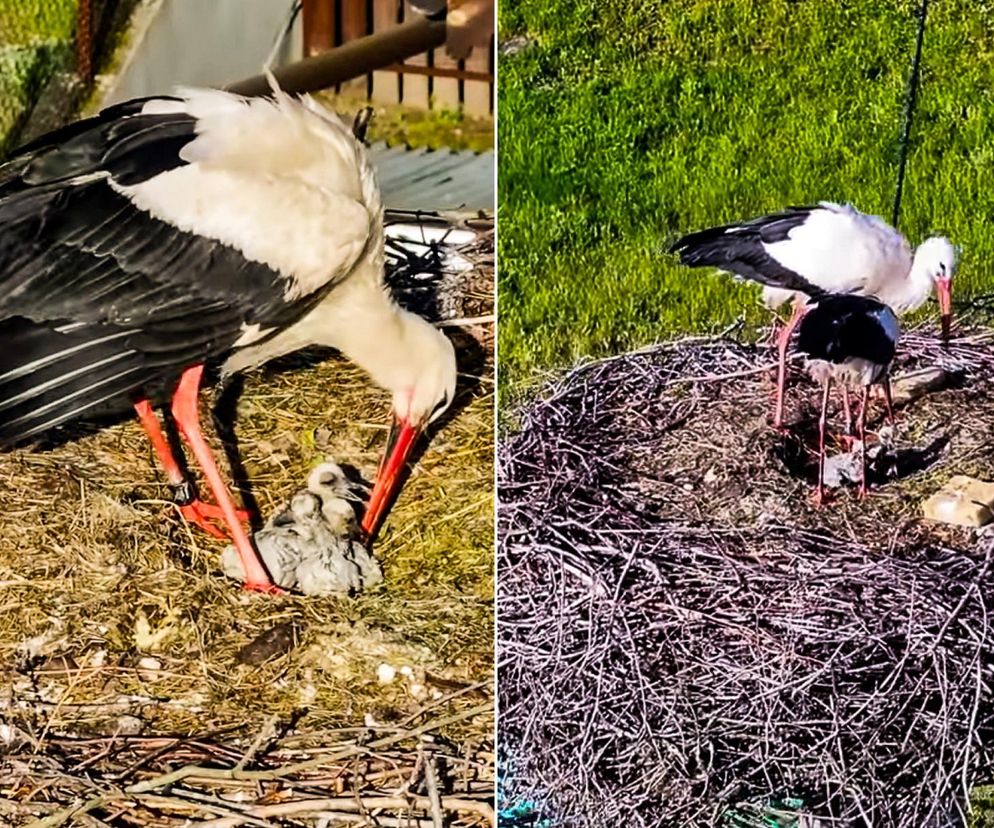 Bocian Krutek z Krutyni: od samotnika do samca alfa.