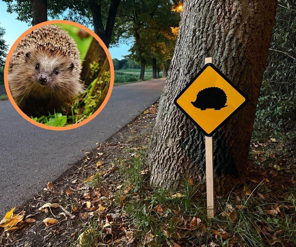 Nietypowe znaki drogowe w Piekarach Śląskich. Ostrzegają o... jeżach. Tak miasto dba o bezpieczeństwo małych ssaków