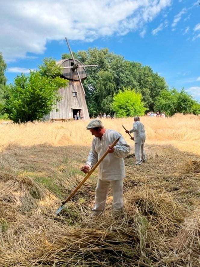 Muzeum Wsi Lubelskiej. Rżnęli żyto aż miło. Do Lublina przyjechali turyści z całego świata