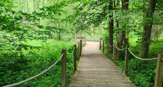 Stara Białowieża na Podlasiu