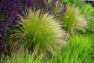Rabata z trawami ozdobnymi - jakie gatunki traw wybrać na rabatę w ogrodzie?