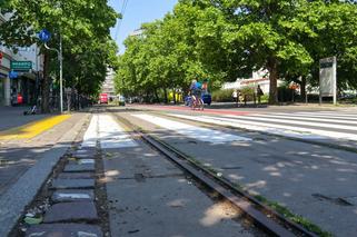 Ponad 80 drzew ma zazielenić ulice w centrum Poznania