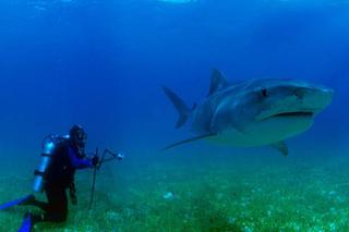 Nurkowanie z rekinami