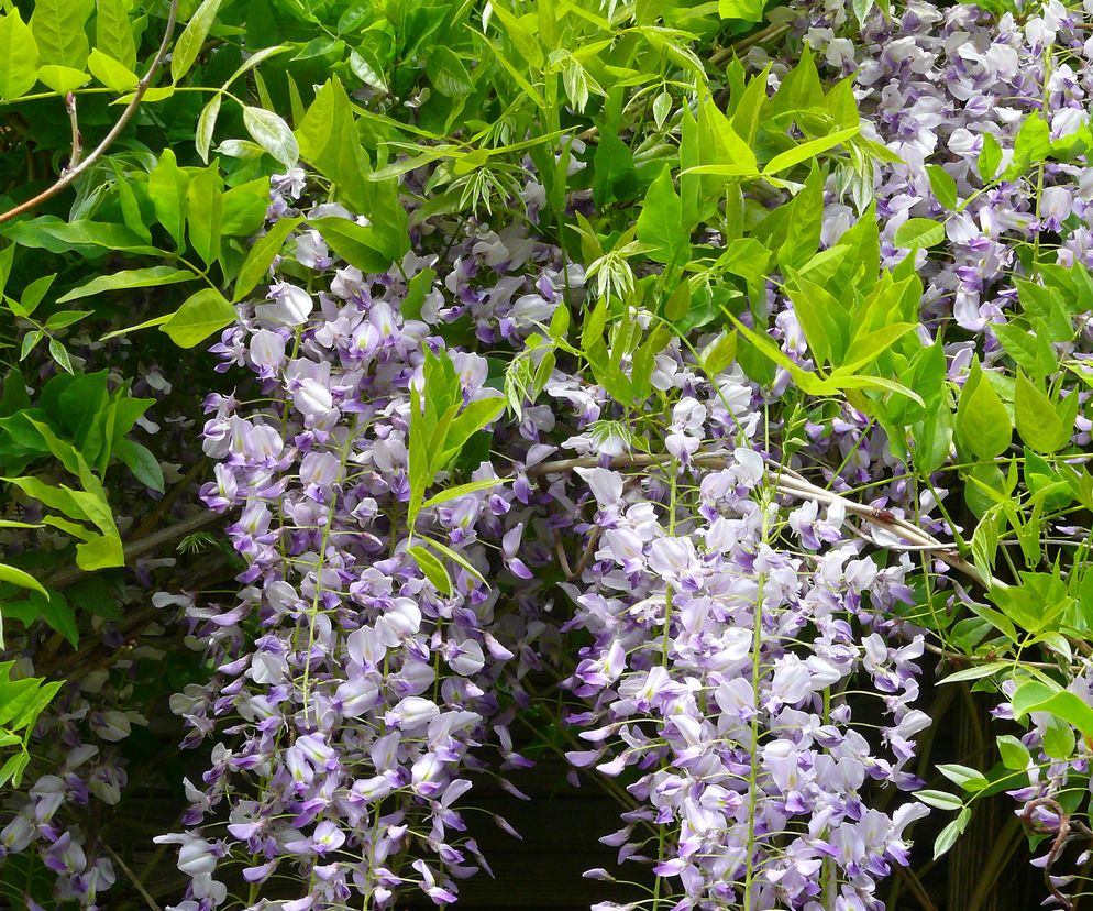 Glicynia kwiecista  - Wisteria floribunda
