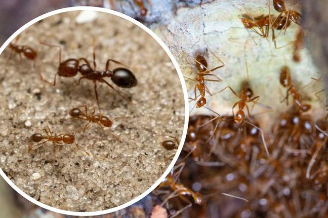 Groźne czerwone mrówki ogniste dotarły do Europy. To inwazja. Kąsają już ludzi na Sycylii