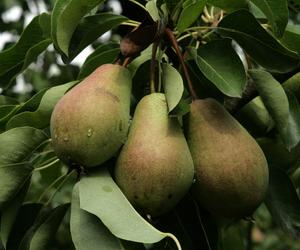 Grusza 'Faworytka' ('Klapsa') - Pyrus communis