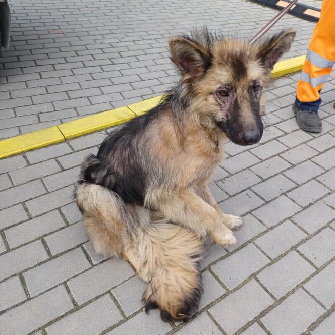 Samica, około 2 lat, trafiła do schroniska 24.04.2023, przekazana przez UG Solec Kujawski 