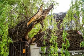 Stara wierzba płacząca w centrum Kielc złamana! 
