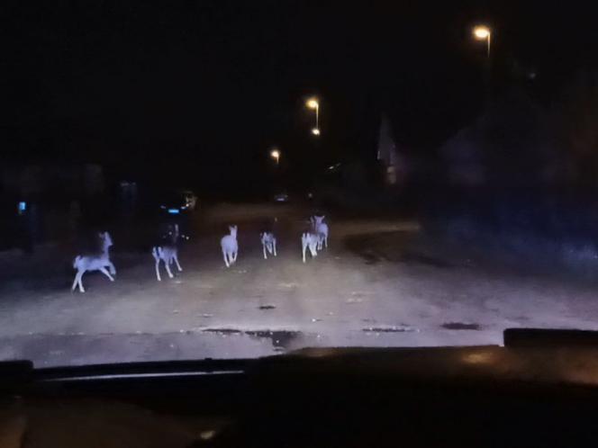 Dzikie zwierzęta przyłapane w Wejherowie
