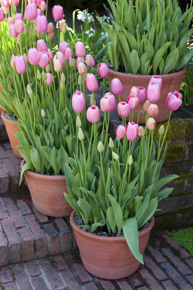 tulipany-w-donicach