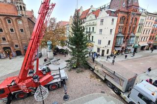 Choinka w Toruniu