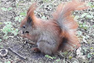 Agresywne i przestraszone - takie właśnie bywają wiewiórki! Naukowcy z SGGW biorą pod lupę populację z Łazienek Królewskich