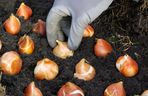 Sadzenie cebulek kwiatowych jesienią
