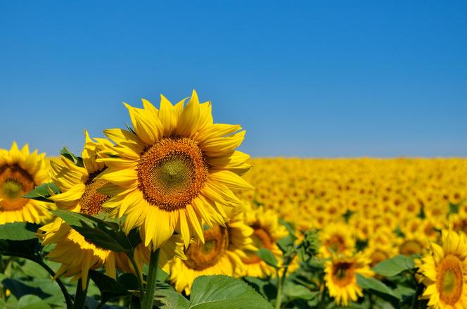 Jakie kwiaty na słoneczny balkon i taras? Te rośliny lubią słońce! 