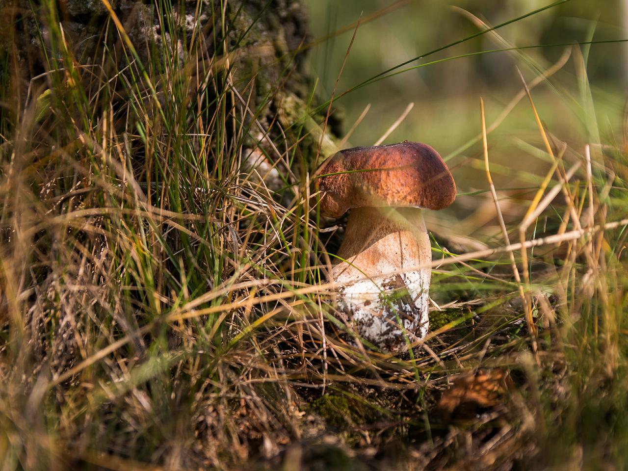 Grzybiarski savoir-vivre - jak zbierać grzyby, żeby nie niszczyć lasu?