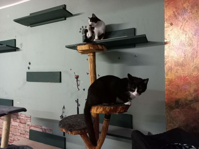 Poszukiwani wolontariusze do pomocy w Kociarni w Lesznie