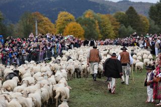 Owce opanowały Szczawnicę. Tak wyglądał redyk jesienny w małopolskim uzdrowisku