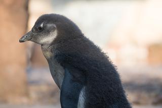Nowy pingwin we wrocławskim zoo