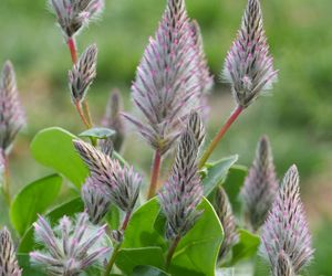Ptilotus exaltatus 