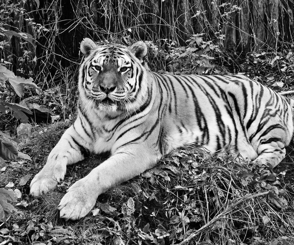 Smutne pożegnanie tygrysicy z chorzowskiego zoo